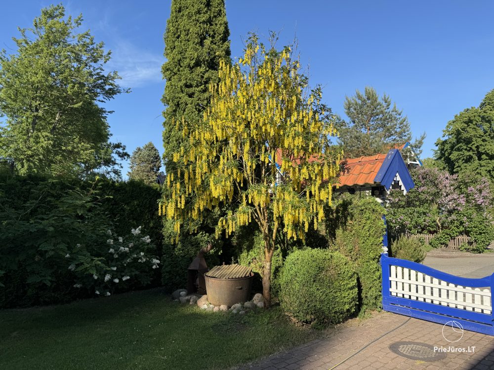 Villa “Miško namas” in Nida. Apartment rental