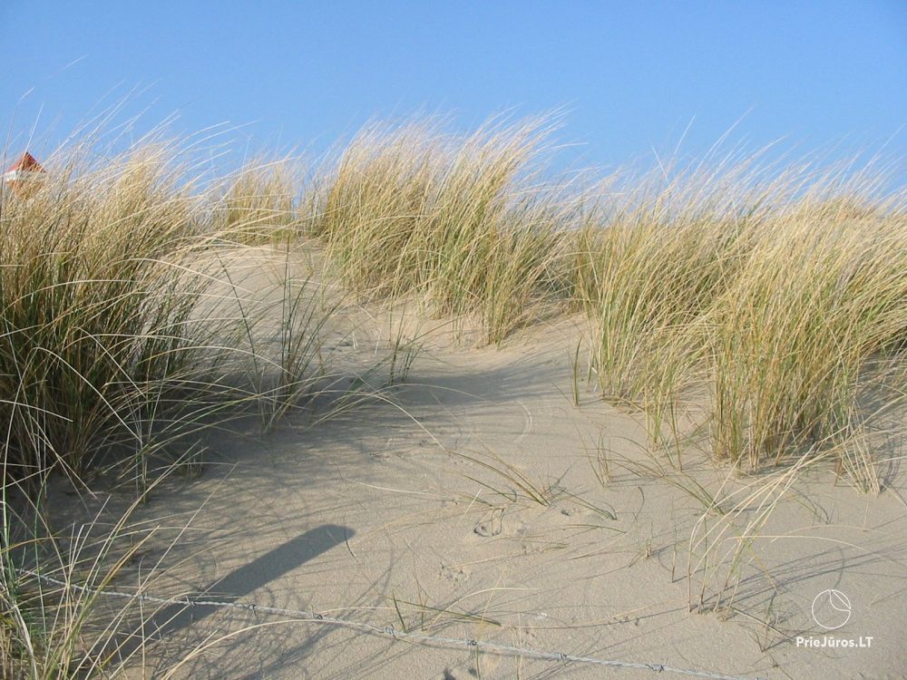 «Apartment in the dunes» - «Žalia kopa», 50 метров до моря