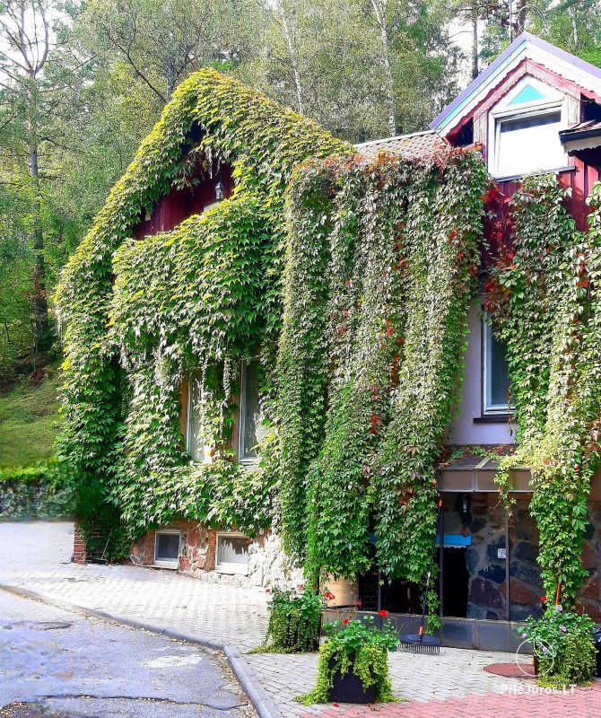 Apartments for rent in Juodkrante
