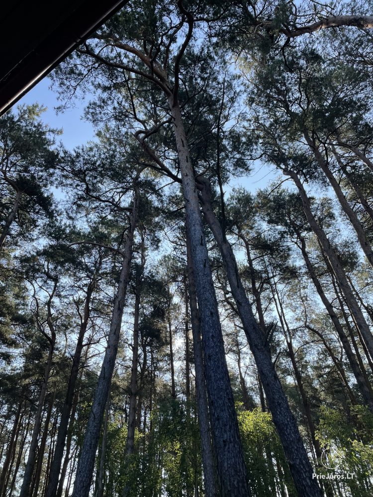 Apartments with the view to the pine forest for rent in Preila Preila4You