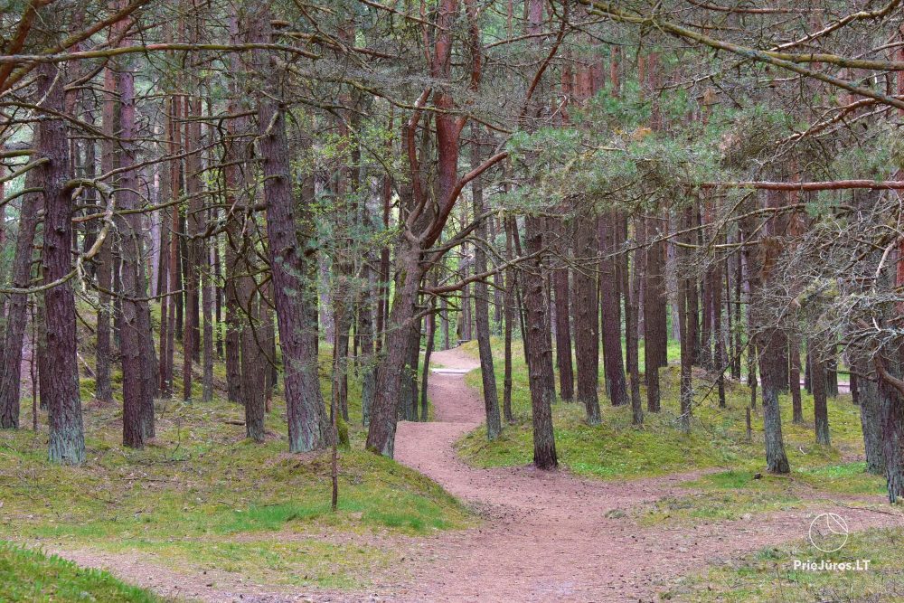Новые, просторные апартаменты «Palangos Vilnene» в окружении соснового леса, недалеко от моря с кондиционером и просторными террасами с видом на сосновый лес и морe