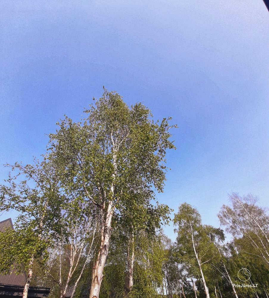 Rest house and apartments for rent in Palanga and in Kunigiskiai