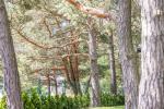 Villa Spygle in Palanga. Just 150 meters to the sea! - 4