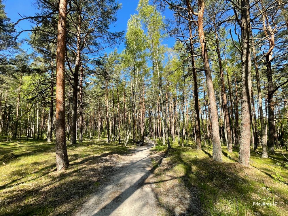 Nida family apartments - comfortably, cozily and surrounded by nature