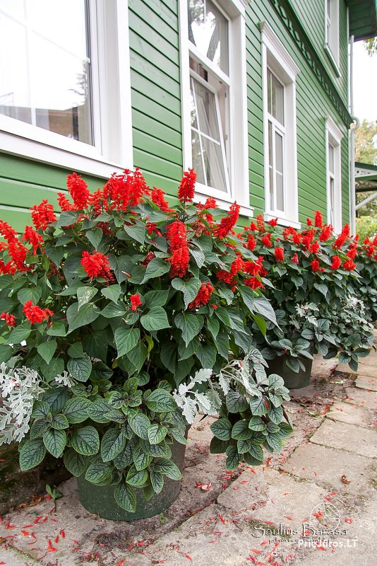 Apartment in Palanga - Vila Lietuvaite. Near Botanic park