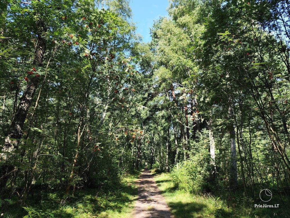 2-room apartments in Nida near the forest, private entrance, courtyard