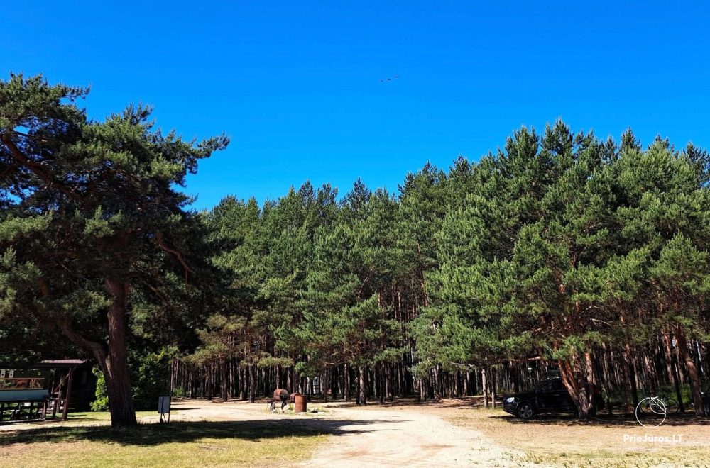 Campsite in Palanga - 1
