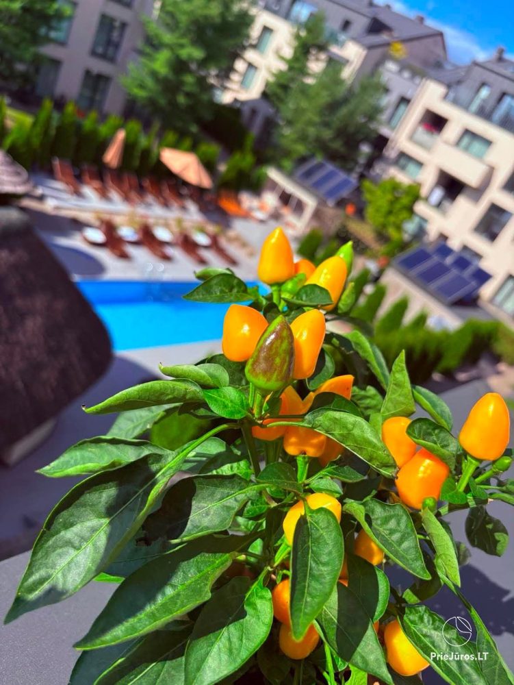 Apartments with pool at “Malūno Vilos” K1-22