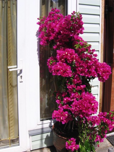 Alvika - Rooms and a flat for Rent - 1