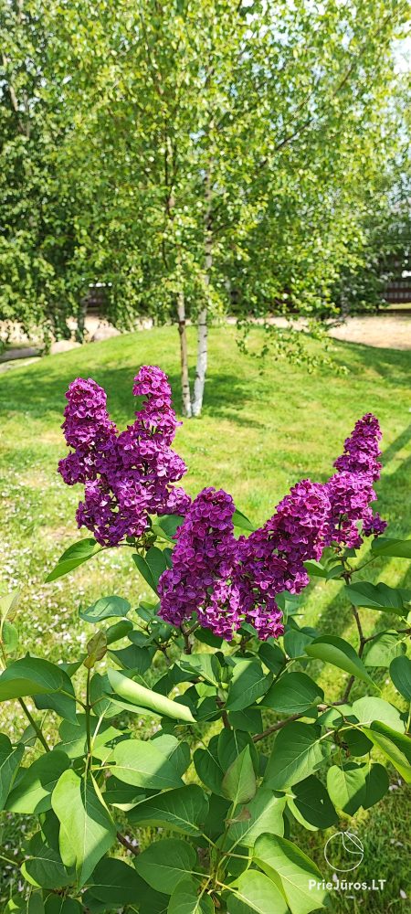 Новые домики с кухнями, террасами в Швянтойи Vasare