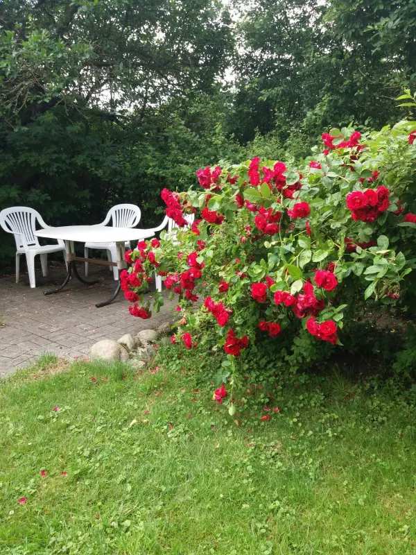 Homestead, rooms for rent in Ventė, near the Baltic sea