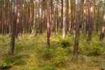 Melno takas educational and exploratory trail in Palanga