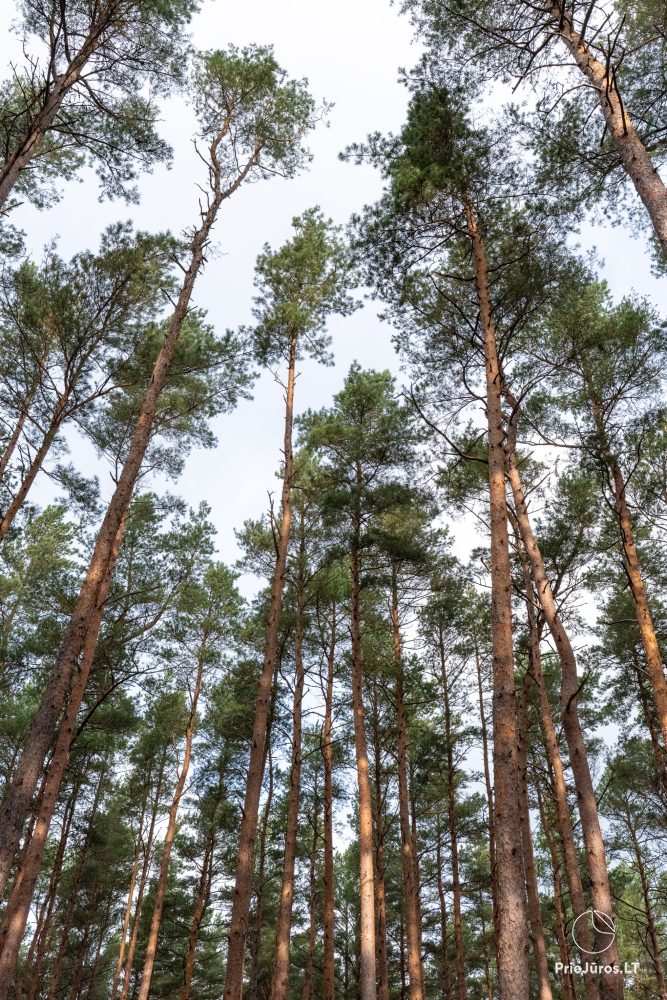 Melno takas educational and exploratory trail in Palanga