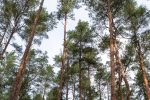 Melno takas educational and exploratory trail in Palanga