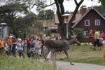Guide Igoris Osnac. Tours in Lithuania (Klaipeda, Palanga, Neringa, Curonian Spit and others...) - 3