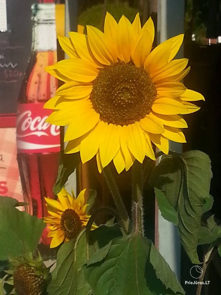 Summer cafe in Palanga SunMeri - 1