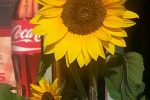 Summer cafe in Palanga "SunMeri"