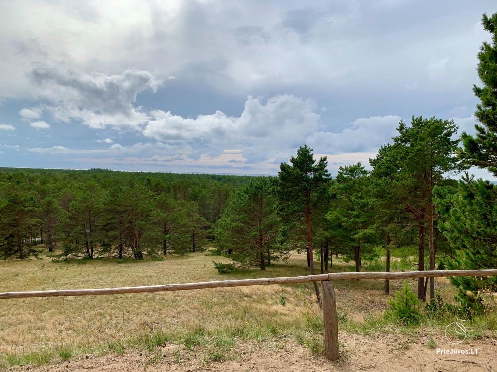 View-point on Avikalnis hill in the Curonian Spit - 1