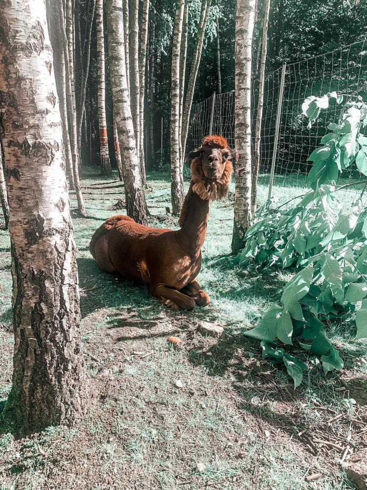 Парк динозавров DINO.LT Radailiai в комплексе «Radailių dvaras» под Клайпедой