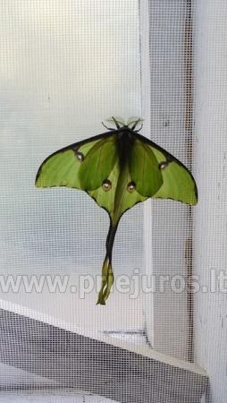 Exhibition of live tropical butterfly