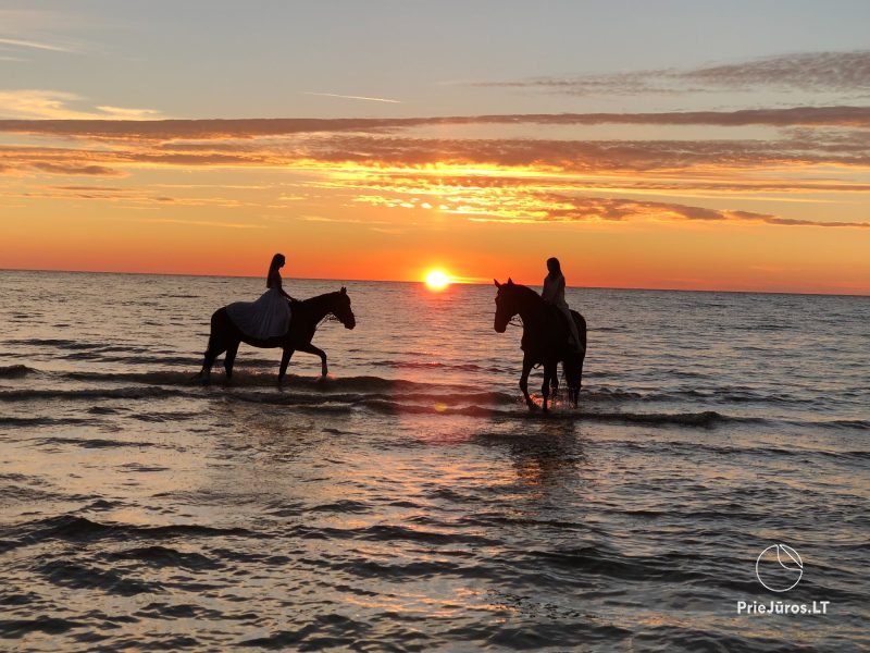 Horse activities near Atostogų Parkas Horse & Rider Riding School