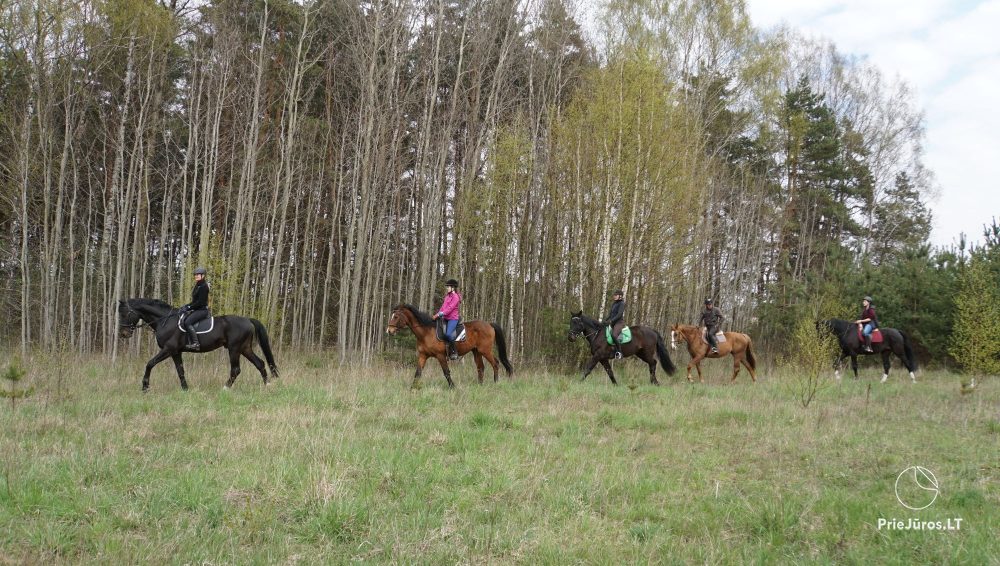 Horse activities near Atostogų Parkas Horse & Rider Riding School