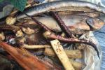 Fisherman&#039;s Antanas smoked fish in Sventoji - 6