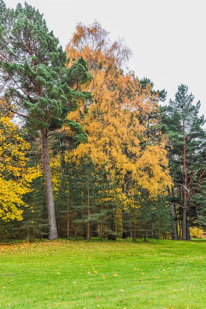Palanga botanical park