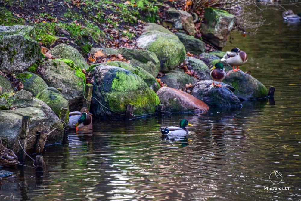 Palanga botanical park