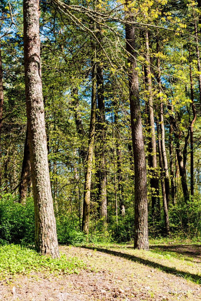 Palanga botanical park