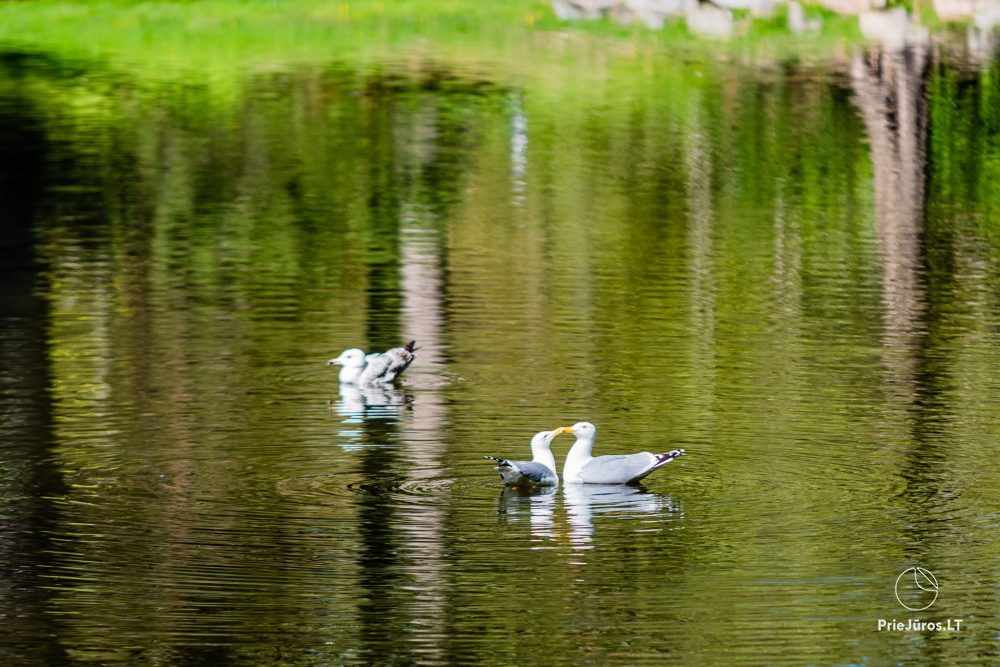Palanga botanical park