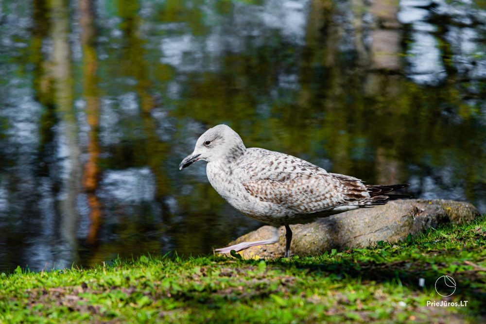 Palanga botanical park