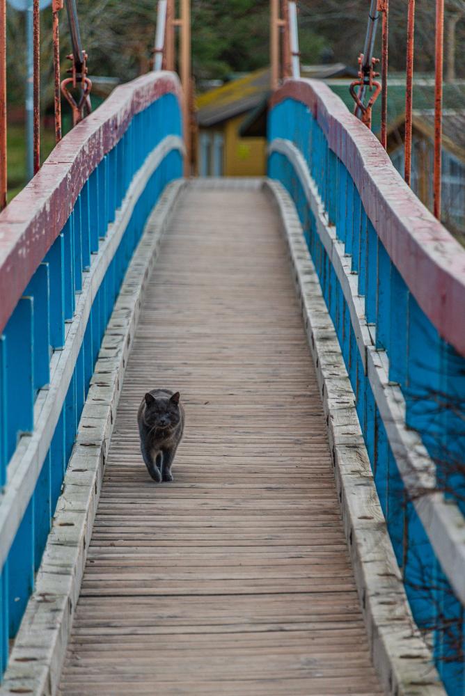 Monkey Bridge in Sventoji